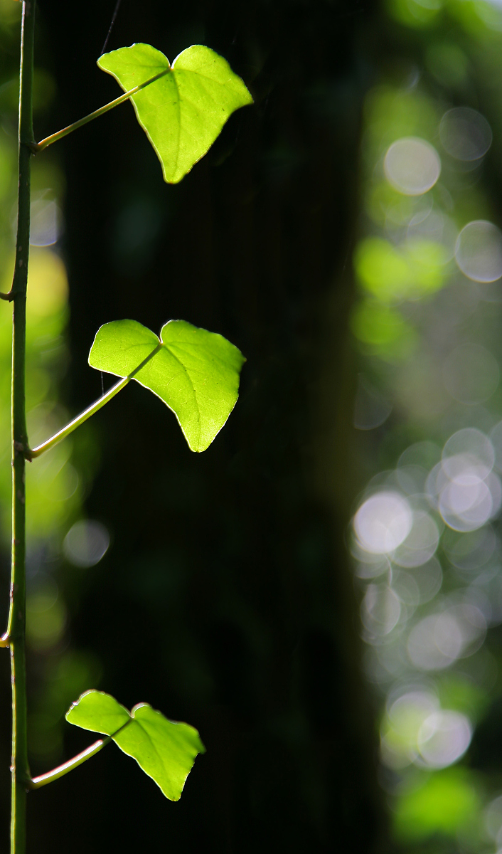  p></p></a>光合作用效率是指 a href=