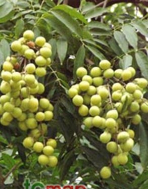 天津酸枣