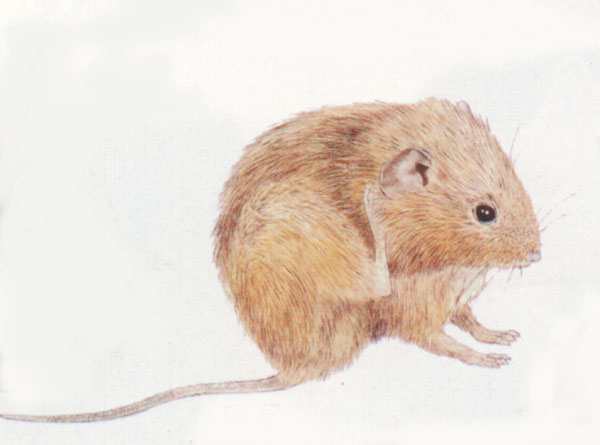 p></p></a>布氏田鼠(学名: i>lasiopodomys brandtii /i>),别称 a href=