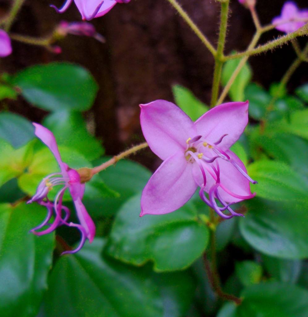 p>小叶野海棠,bredia microphylla h l li.