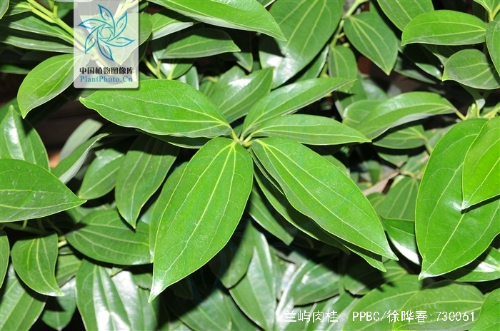 kotoense/i kanehira et sasaki)是樟科樟属植物,常绿乔木,高约15
