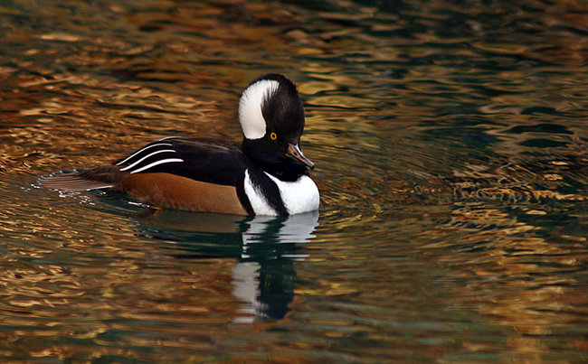 p>棕胁秋沙鸭(学名 i>lophodytes cucullatus/i)为 a href>雁