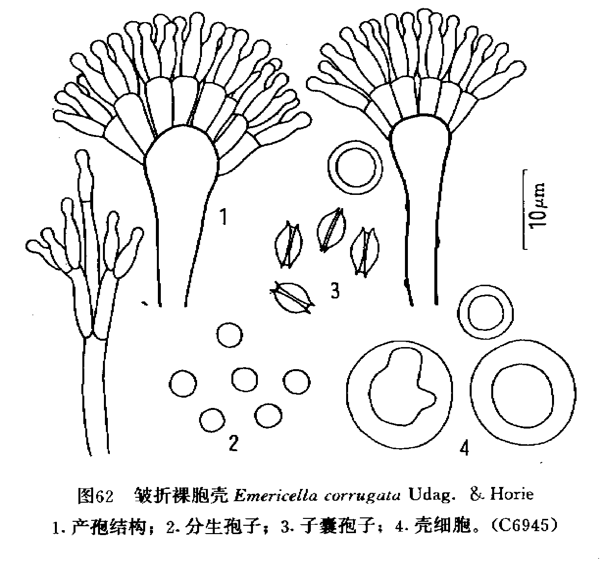 皱折裸胞壳