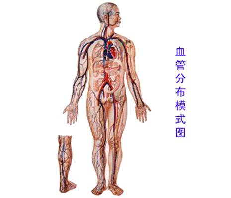 止血机制