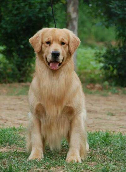  p>金毛寻回犬(golden retriever)是单猎犬,比较流行的狗的品种.