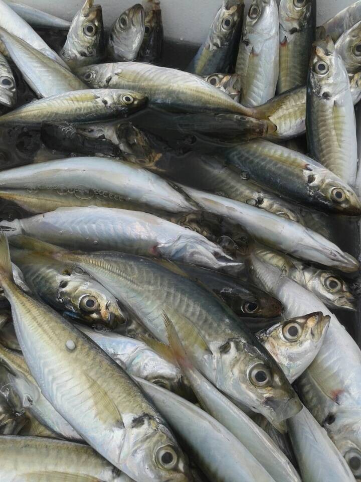 巴浪鱼