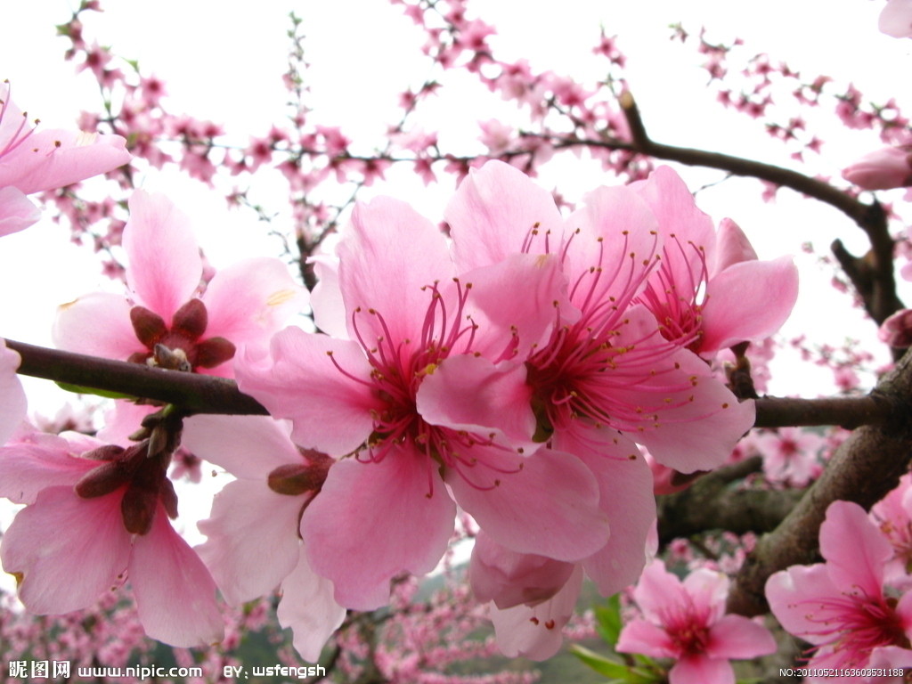 桃花