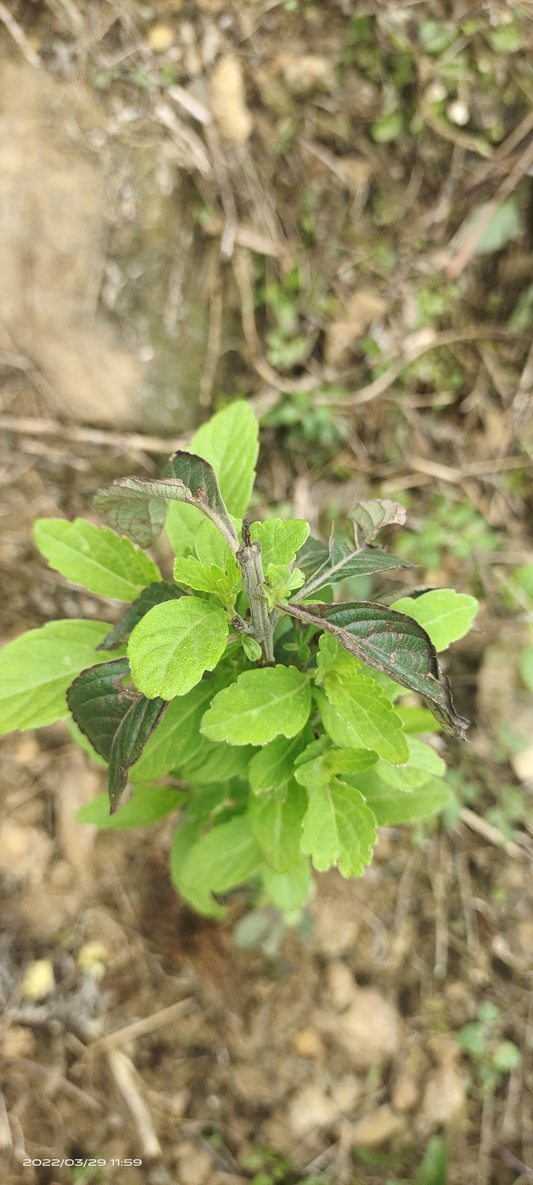 p>兰香草亦称山薄荷.为马鞭草科植物.茎叶揉碎之有薄荷香气.
