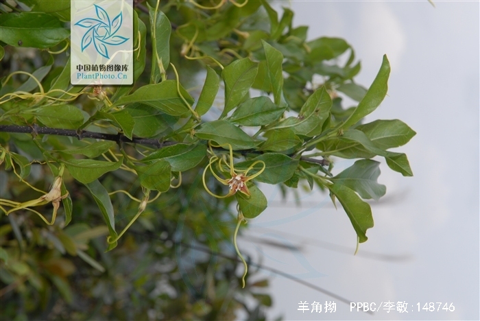 是夹竹桃科羊角拗属植物,灌木,高达2米,全株无毛,上部枝条蔓延,小枝