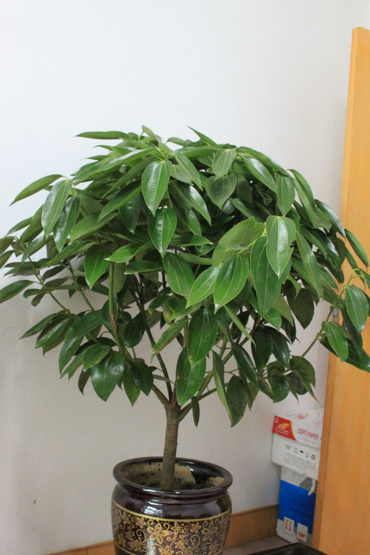 室内观赏植物