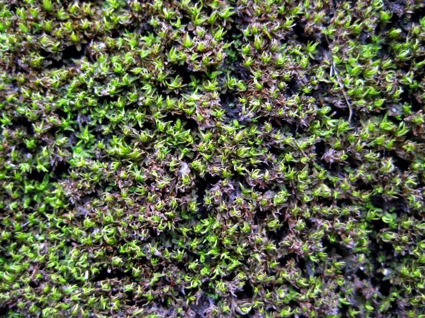 大帽藓科是北半球山地及北极地区苔藓植被中具有代表性的类群之一.