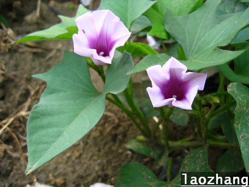  p>花红薯隶属旋花科的一年生植物.蔓生草本,长2米以上,平卧地面斜上.