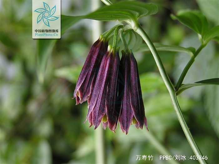 是百合科,万寿竹属植物.根状茎横出,质地硬,呈结节状;根粗长,肉质.