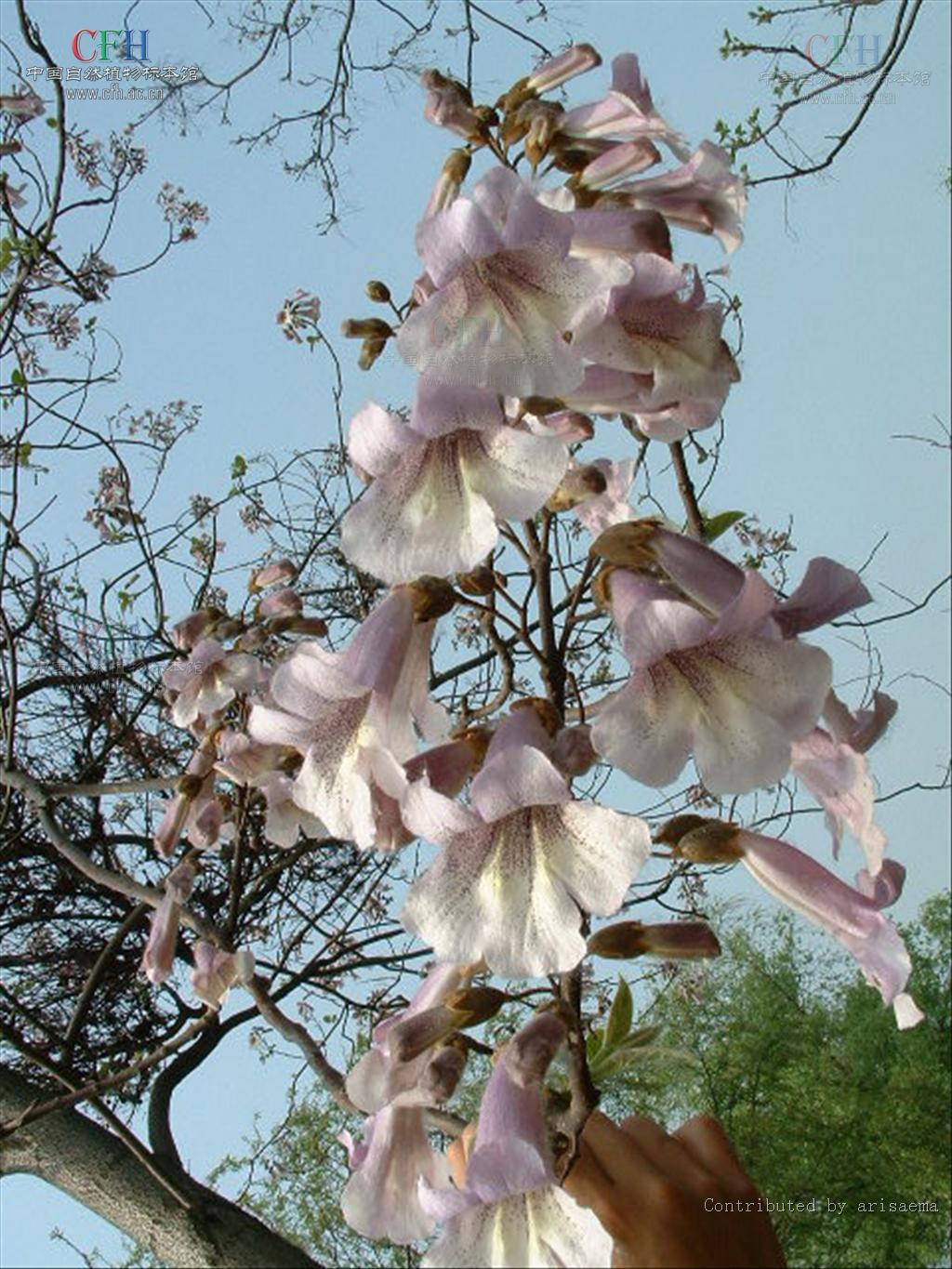 泡桐