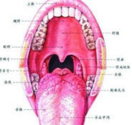 口腔尖锐湿疣
