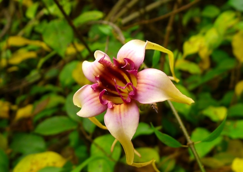 p>西非羊角拗,学名strophanthus sarmentosus dc.