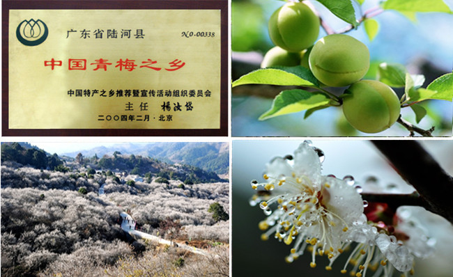 陆河青梅