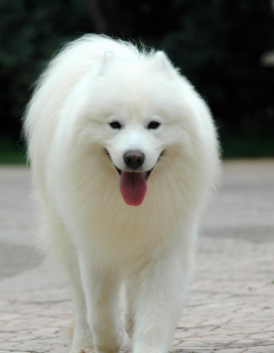 挪威猎糜犬