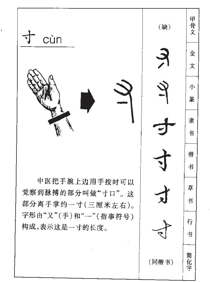 古文字的寸是由代表手的"又"和指事符号"一"两个部分组成,本义指从掌