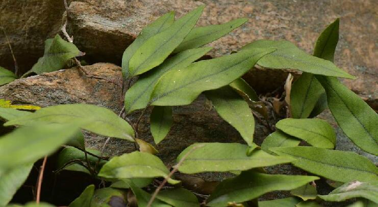 i>pyrrosia petiolosa/i(christ ching)是水龙骨科石韦属植物