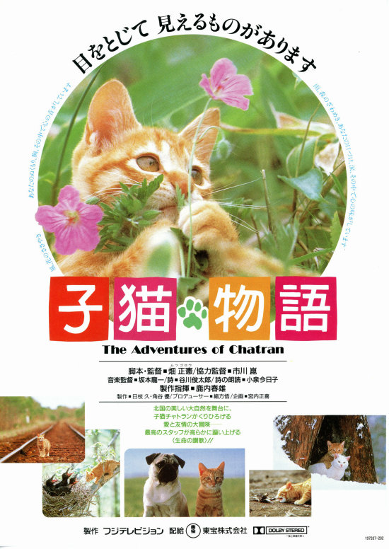 子猫物语 全网资源