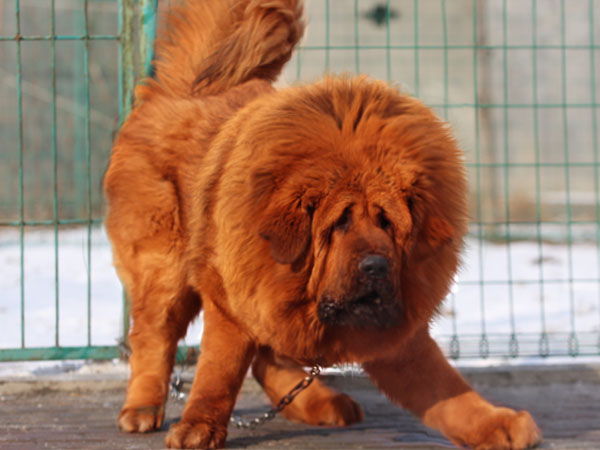 藏獒seo 全网资源