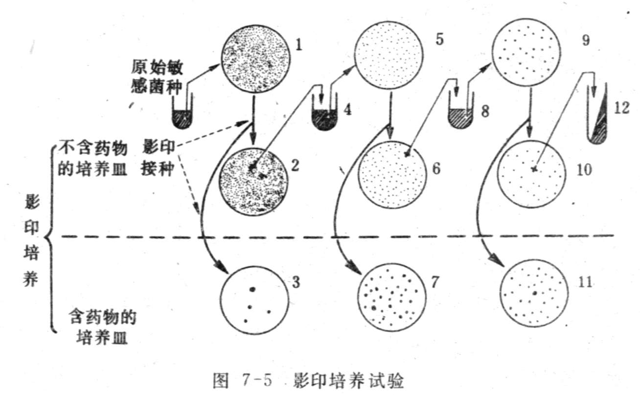 影印培养试验