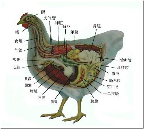腔,成为粪,尿与生殖细胞共同排出的地方,以单一的泄殖腔孔开口于体外