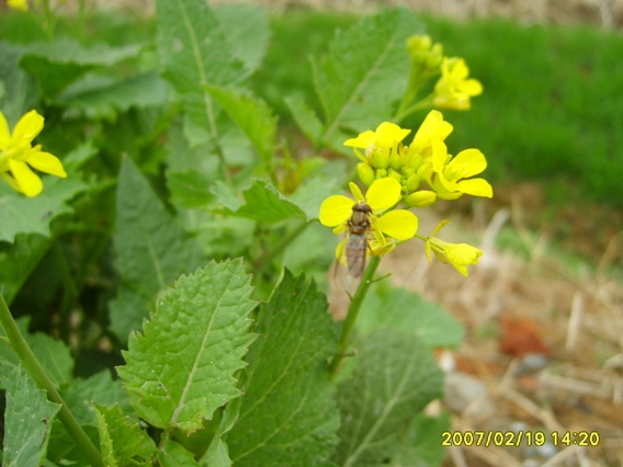 野油菜