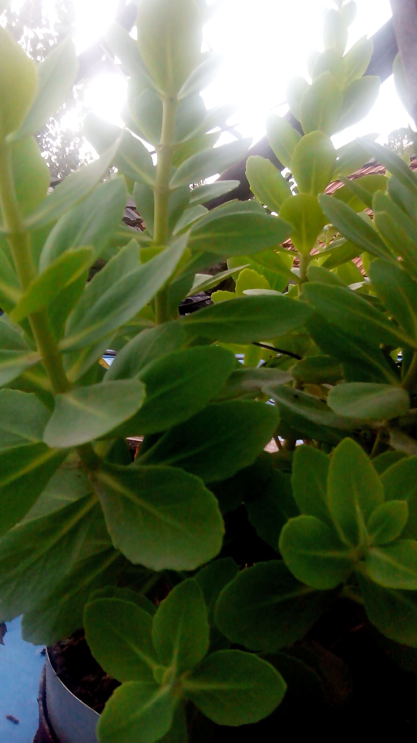  p>长叶瓣轮叶是一种瓣轮叶属植物. /p>