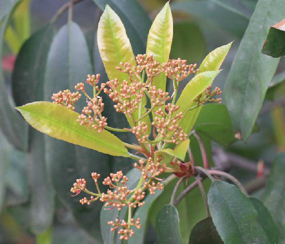 球花石楠 全网资源