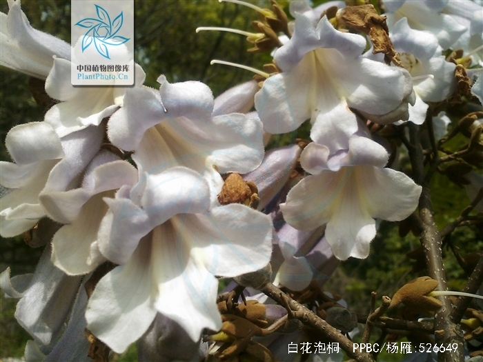 白花泡桐
