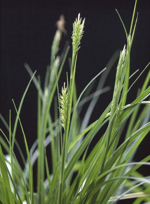 a target="_blank" href="/item/单子叶植物纲">单子叶植物纲 /a> a