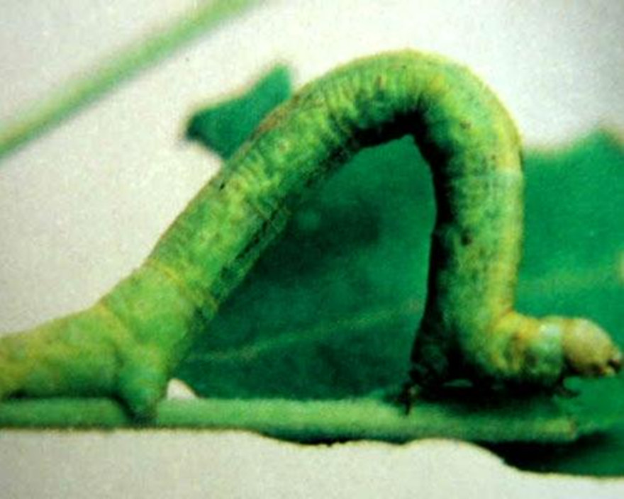 尺蠖有毒吗 全网资源