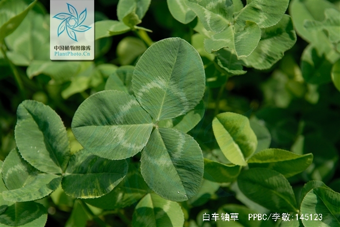 又名白三叶,白花 a target"_blank href"