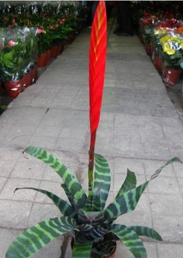 美叶水塔花