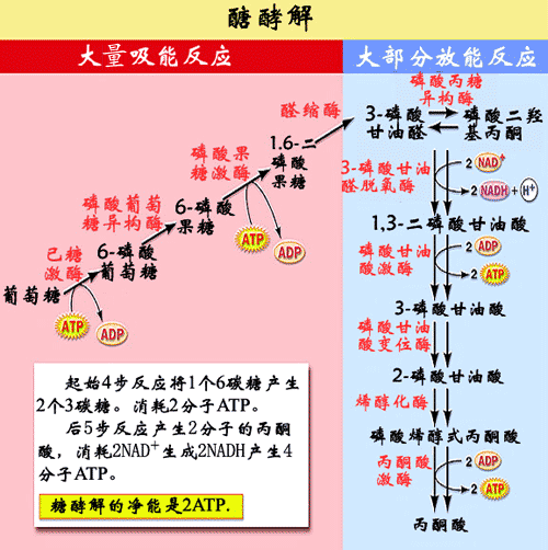  p>三羧酸循环(tricarboxylic acid cycle,tca cycle)是 a target="