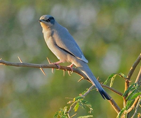  p>灰连雀(学名:hypocolius ampelinus)是鸟纲雀形目灰连雀科的仅有 a