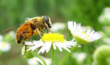 p>印度蜜蜂(学名:apis cerana indica)是蜜蜂科蜜蜂属的一种中型蜂类
