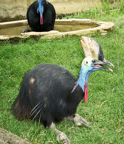  p>鹤鸵科(学名: i>casuariidae /i>)是 a target="_blank" href="