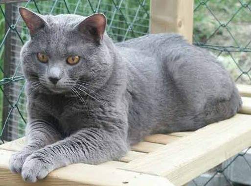  p>夏特尔猫,英文名称:chartreux,白色锁.