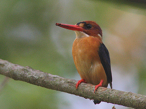  p>红头小翠鸟分布于非洲热带雨林地区的红头小翠鸟是所有翠鸟中体型