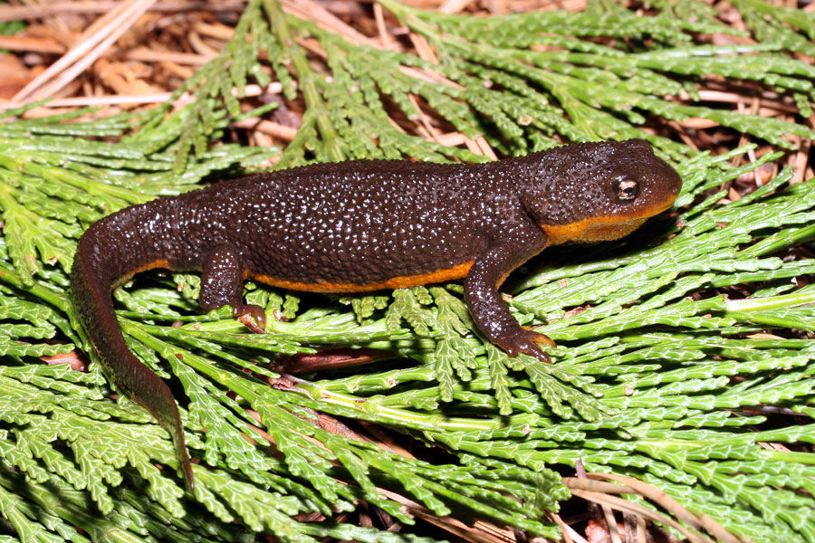 rough-skinned newt