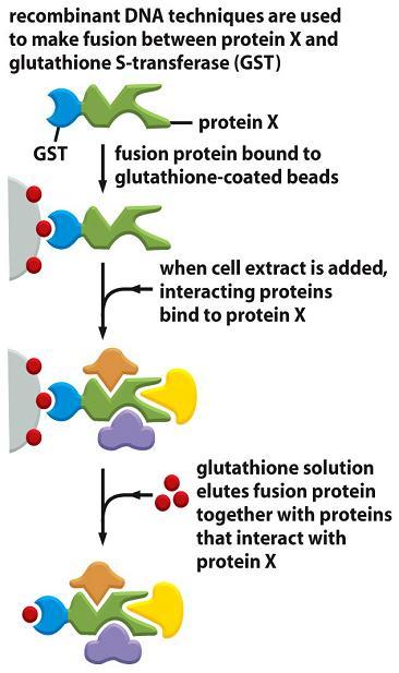 glutathione s transferase pull down assay GSTIVTT pulldown: a fast and versatile in vitro method for validating and mapping proteinprotein interactions - RthiNagy - 2022 - FEBS Open Bio In vitro GST pull-down assay.