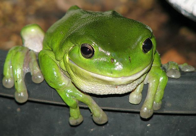  p>澳大利亚绿色雨蛙(学名:litoria caerulea )英文名称 "绿树蛙"