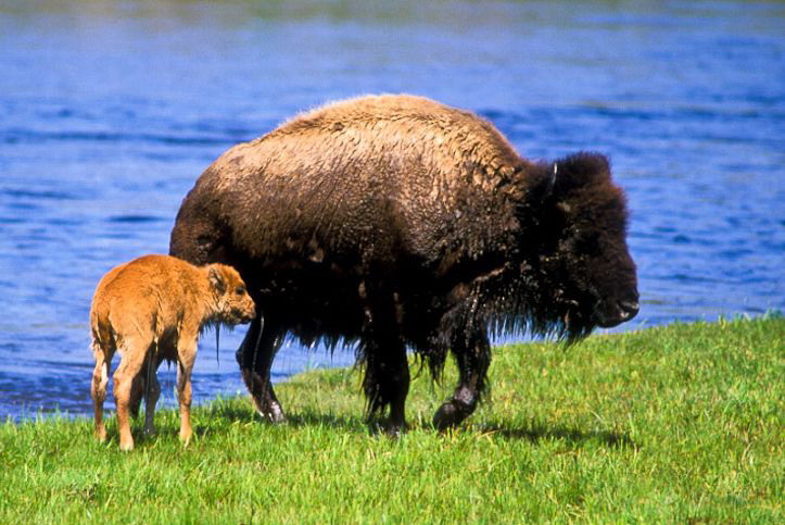 bison bison bison