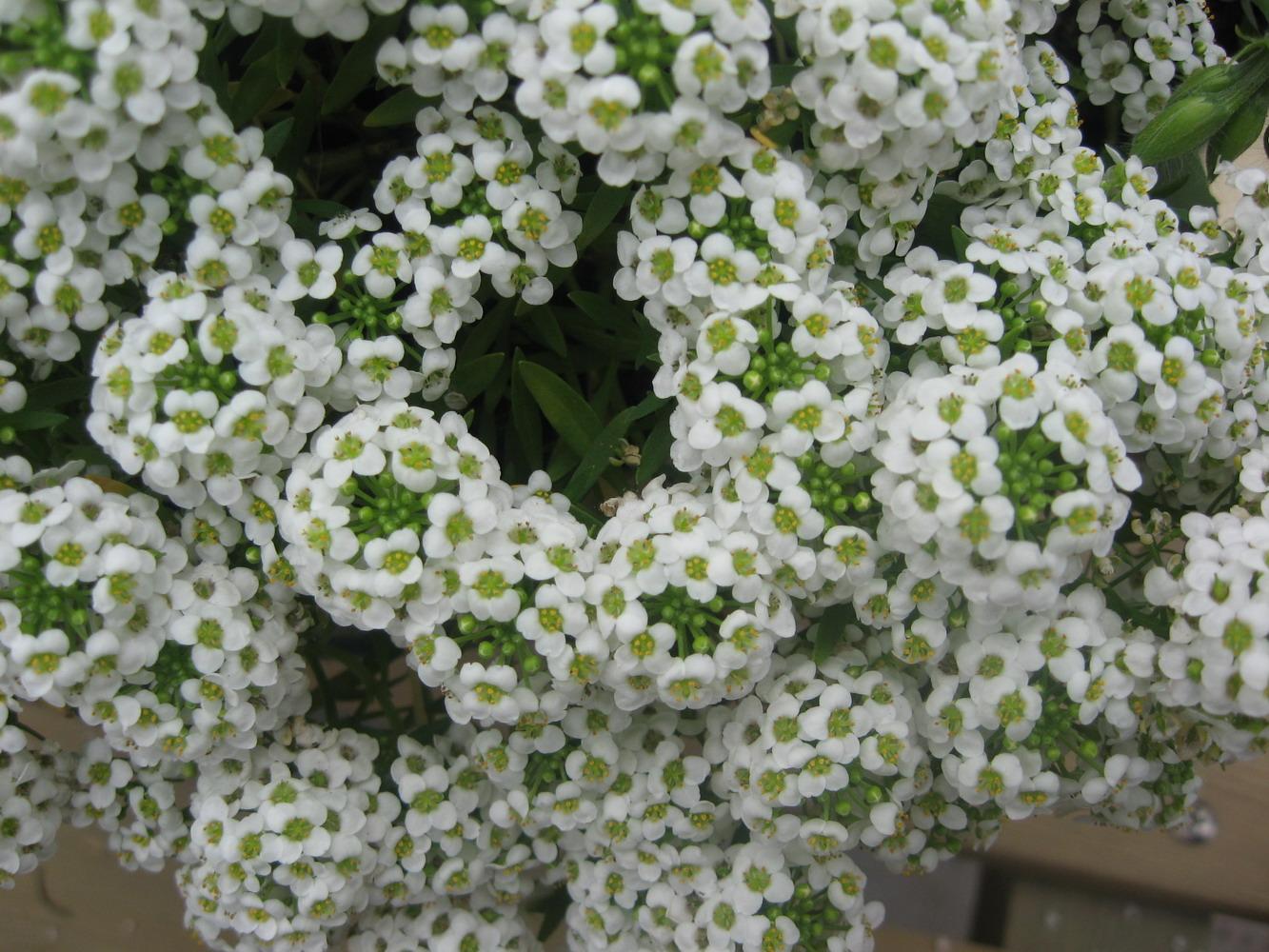  p>香雪球(学名: i>lobularia maritima /i> (linn.) desv.