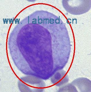  p>单核吞噬细胞, a target="_blank" href="/item/单核吞噬细胞系统