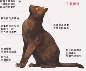 巴密兹猫