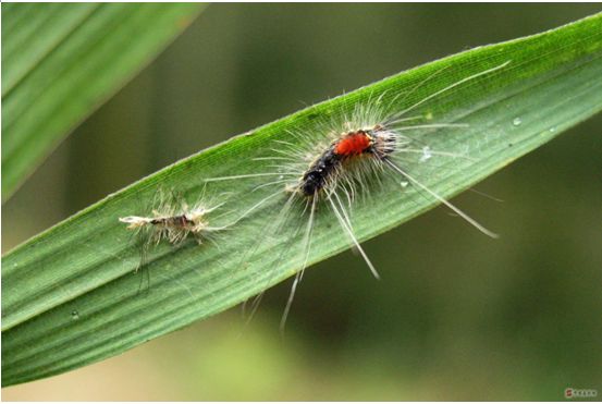  p>刚竹毒蛾, i>pantana phyllostachysae  /i>(chao,1977),为鳞翅目 